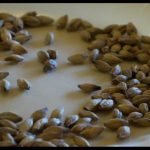 סדנת בירה, טעימות בירה, סדנאות בירה